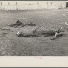 Skeleton of horse that died of compaction due to poor feed. William Butler's farm near Anthon, Iowa
