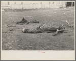 Skeleton of horse that died of compaction due to poor feed. William Butler's farm near Anthon, Iowa