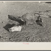 Skeleton of horse that died of compaction due to poor feed. William Butler farm near Anthon, Iowa