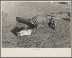 Skeleton of horse that died of compaction due to poor feed. William Butler farm near Anthon, Iowa