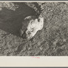 Skeleton of horse that died of compaction due to poor feed. William Butler farm near Anthon, Iowa