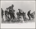 Working on the levee at Bird's Point, Missouri during the height of the flood