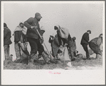 Working on the levee at Bird's Point, Missouri during the height of the flood