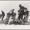 Working on the levee at Bird's Point, Missouri during the height of the flood