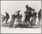 Working on the levee at Bird's Point, Missouri during the height of the flood