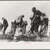 Working on the levee at Bird's Point, Missouri during the height of the flood