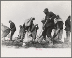 Working on the levee at Bird's Point, Missouri during the height of the flood