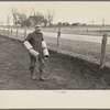 Tip Estes carrying tiles to load on a wagon, Fowler, Indiana