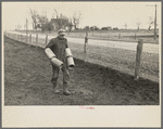 Tip Estes carrying tiles to load on a wagon, Fowler, Indiana