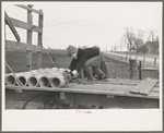 Late afternoon. One of Tip Estes' sons loading tiles on a wagon, Fowler, Indiana