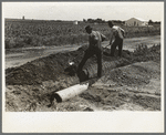 Southeast Missouri Farms Project. Fitting culvert between main road and farm drive