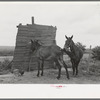 Typical windbreak for animals on sharecropper farms, Southeast Missouri Farms