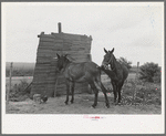 Typical windbreak for animals on sharecropper farms, Southeast Missouri Farms