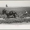 Planter and mules, Southeast Missouri Farms