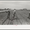 New Madrid County, Missouri. Sharecropper family cultivating cotton. Southeast Missouri Farms