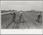 New Madrid County, Missouri. Sharecropper family cultivating cotton. Southeast Missouri Farms
