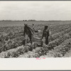 Southeast Missouri Farms. Children of FSA (Farm Security Administration) client bringing in string beans