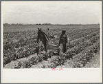 Southeast Missouri Farms. Children of FSA (Farm Security Administration) client bringing in string beans