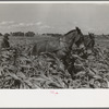Southeast Missouri Farms. FSA (Farm Security Administration) client, former sharecropper, cultivating corn