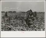 Southeast Missouri Farms. FSA (Farm Security Administration) client, former sharecropper, cultivating corn