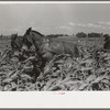 Southeast Missouri Farms. FSA (Farm Security Administration) client, former sharecropper, cultivating corn