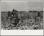 Southeast Missouri Farms. FSA (Farm Security Administration) client, former sharecropper, cultivating corn