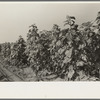 New Madrid County, Missouri. Field of sunflowers, a good feed crop, Southeast Missouri Farms