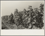 New Madrid County, Missouri. Field of sunflowers, a good feed crop, Southeast Missouri Farms
