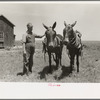 FSA (Farm Security Administration) client with mules bought by government loan, Southeast Missouri Farms