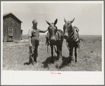 FSA (Farm Security Administration) client with mules bought by government loan, Southeast Missouri Farms
