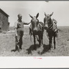 FSA (Farm Security Administration) client with mules bought by government loan, Southeast Missouri Farms