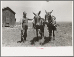 FSA (Farm Security Administration) client with mules bought by government loan, Southeast Missouri Farms