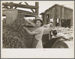 Wife of pea farmer at vinery near Sun Prairie, Wisconsin
