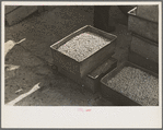 Boxes of peas after being separated from pods at pea vinery near Sun Prairie, Wisconsin