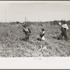 Blueberry fields near Little Fork [i.e. Littlefork], Minnesota