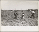 Blueberry fields near Little Fork [i.e. Littlefork], Minnesota