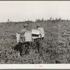 Blueberry pickers going home near Little Fork [i.e. Littlefork], Minnesota