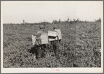 Blueberry pickers going home near Little Fork [i.e. Littlefork], Minnesota