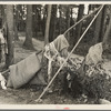 Airing bedding, blueberry pickers camp near Little Fork [i.e. Littlefork], Minnesota