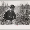 Indian picking blueberries, near Little Fork [i.e. Littlefork], Minnesota