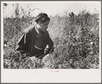 Indian picking blueberries, near Little Fork [i.e. Littlefork], Minnesota