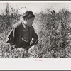 Indian picking blueberries, near Little Fork [i.e. Littlefork], Minnesota