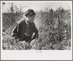 Indian picking blueberries, near Little Fork [i.e. Littlefork], Minnesota