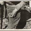 A handful of rock from drilling operations of William Besson, mining prospector, near Winton, Minnesota