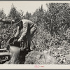 William Besson dumping water from shaft near Winton, Minnesota