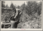 William Besson dumping water from shaft near Winton, Minnesota