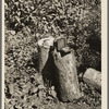 Dip needle on log, near Winton, Minnesota