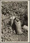 Dip needle on log, near Winton, Minnesota