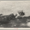 Transient laborer resting, Gateway District, Minneapolis, Minnesota