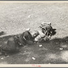 Transient laborer resting, Gateway District, Minneapolis, Minnesota